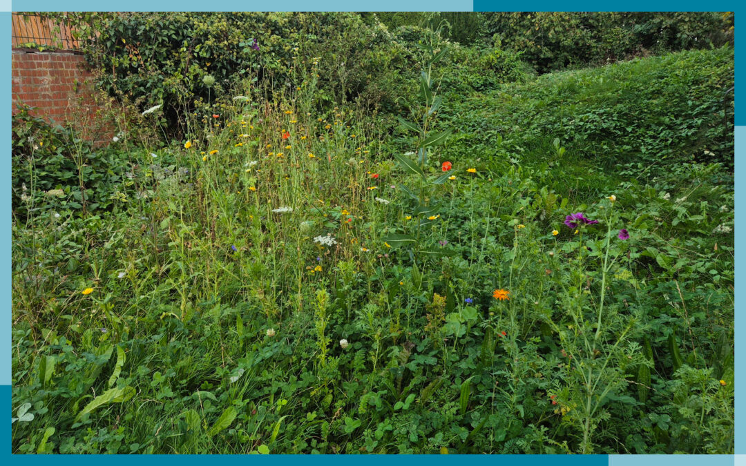 Natur- und Lebensraum Garten