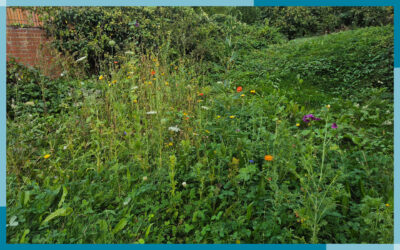 Natur- und Lebensraum Garten
